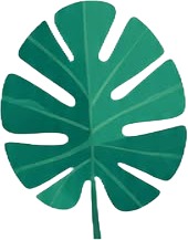 a green leaf with a white background 3.jpg